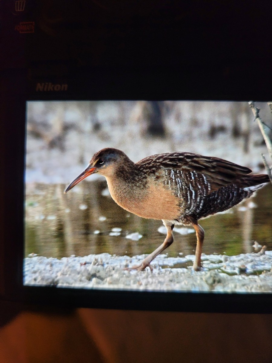 Clapper Rail - ML294975611