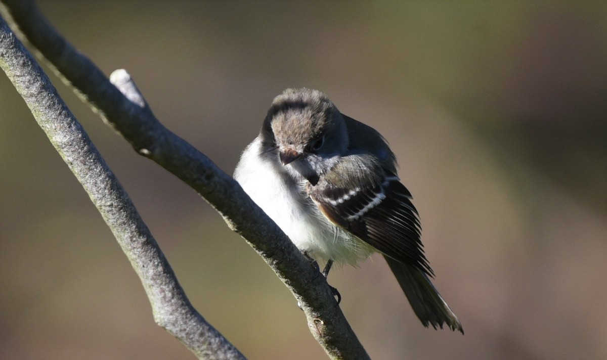 Least Flycatcher - ML294975631