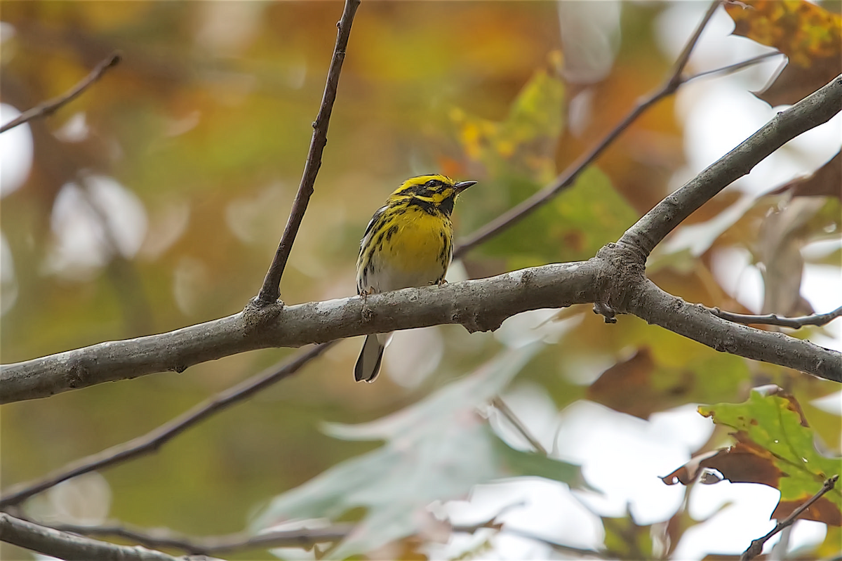 Townsend's Warbler - Una Davenhill