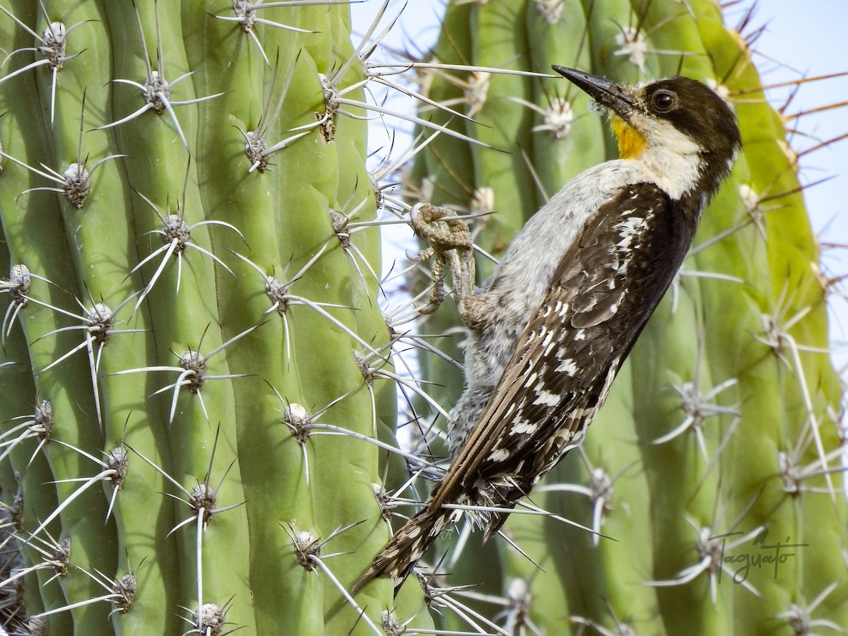 White-fronted Woodpecker - ML294977241