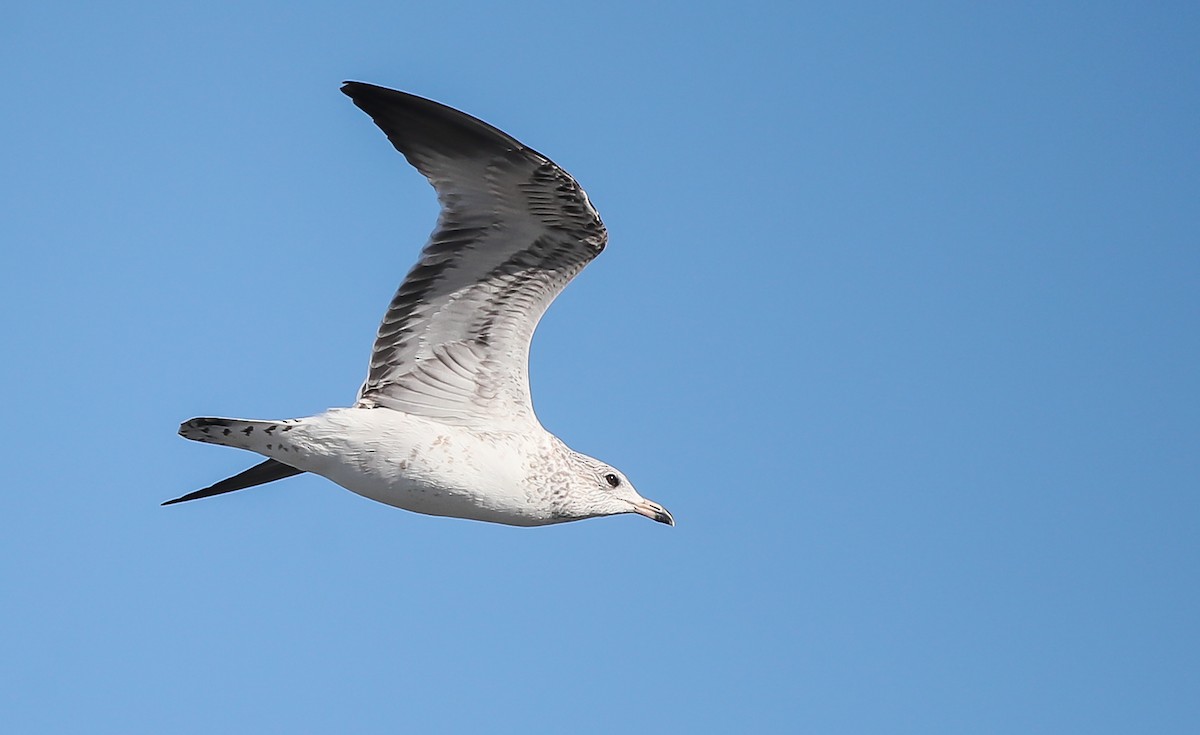 Ring-billed Gull - ML294977251