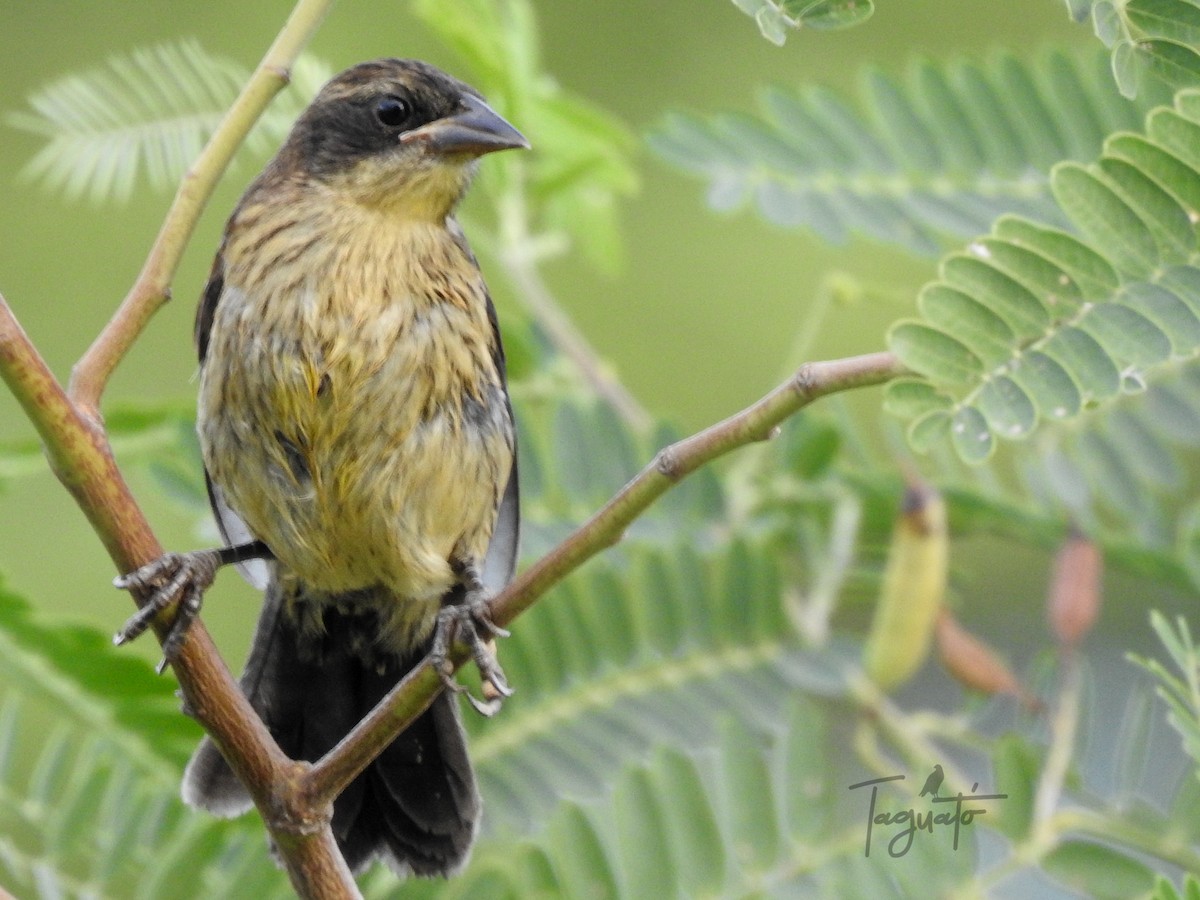 Unicolored Blackbird - ML294977291