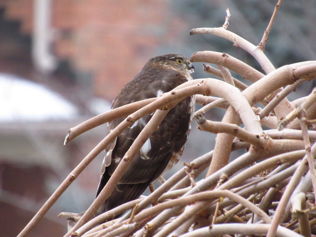 Sharp-shinned Hawk - ML294977311