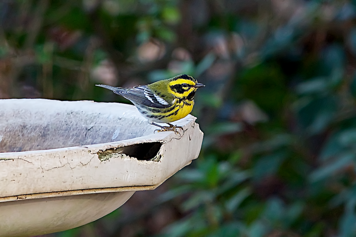 Townsend's Warbler - Una Davenhill