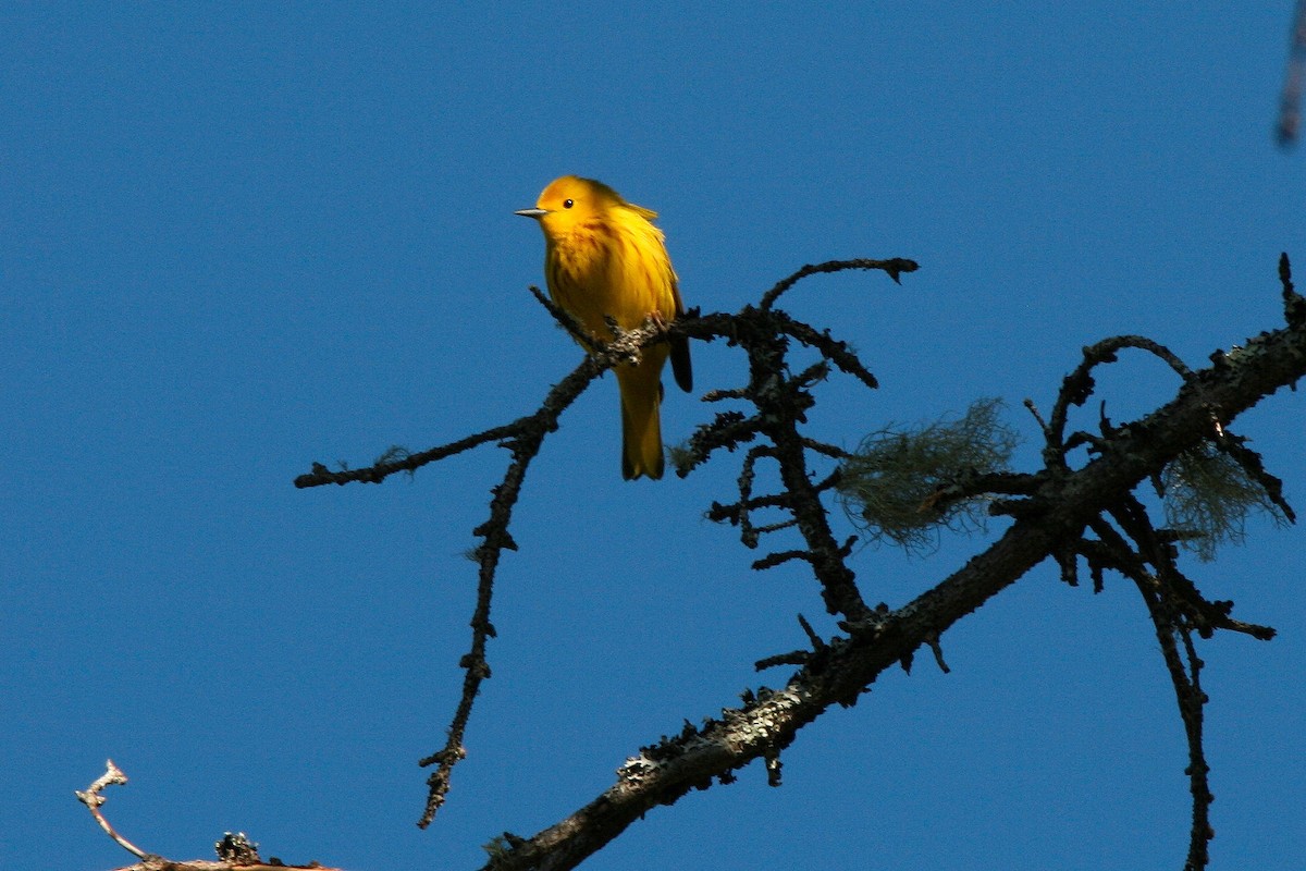 Paruline jaune - ML294979261