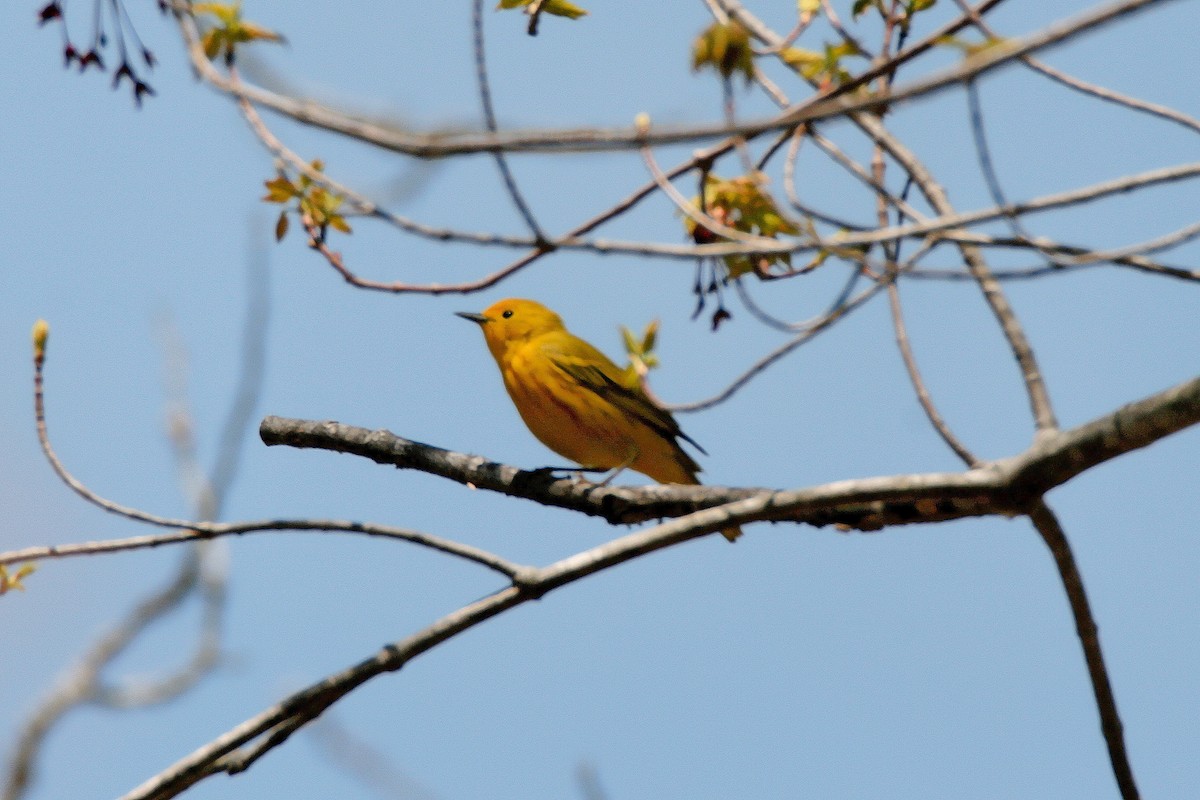 Yellow Warbler - Zachary Holderby