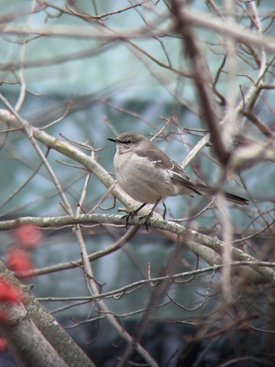 Northern Mockingbird - ML294979671