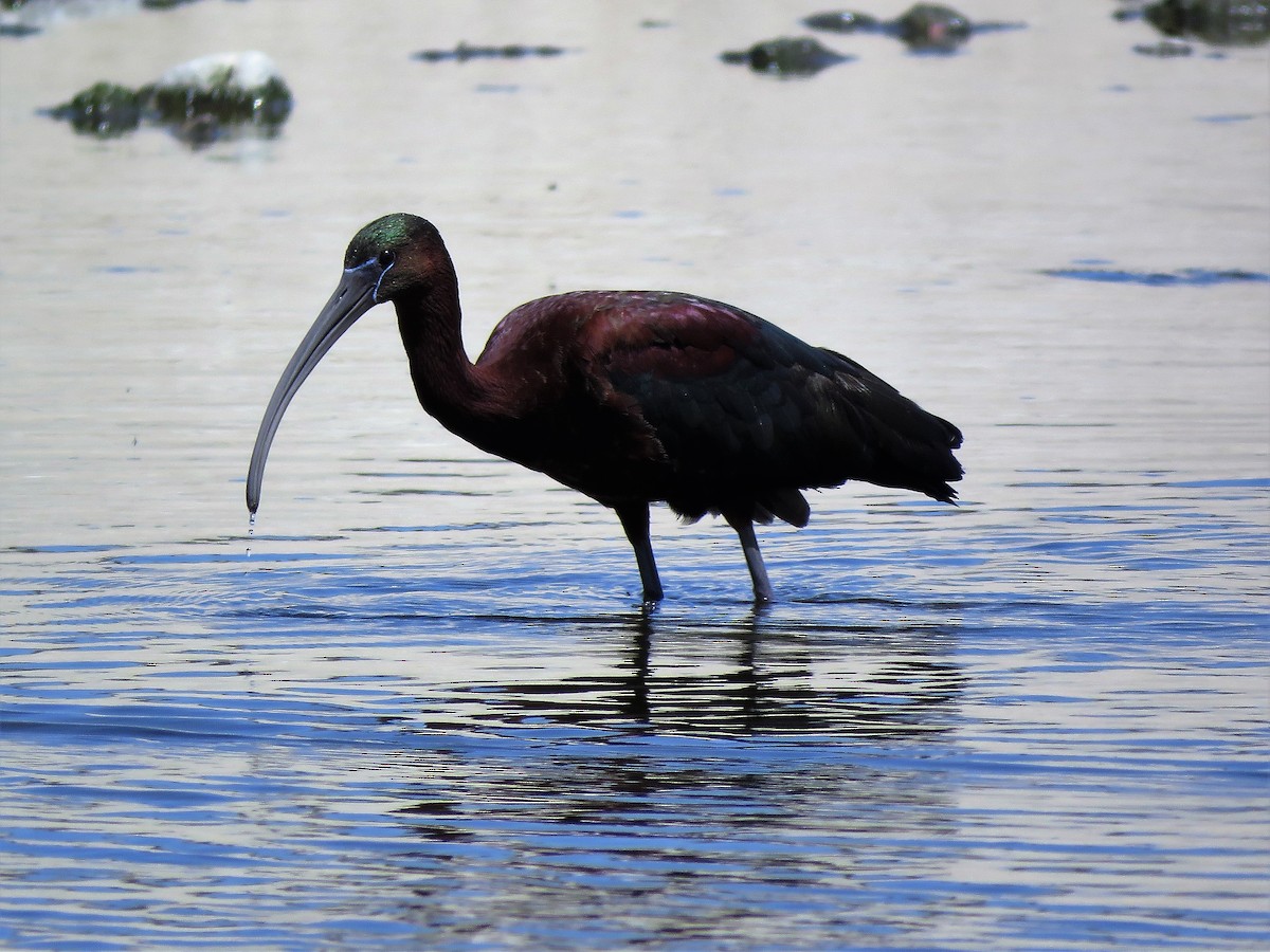 Glossy Ibis - Ed Stonick