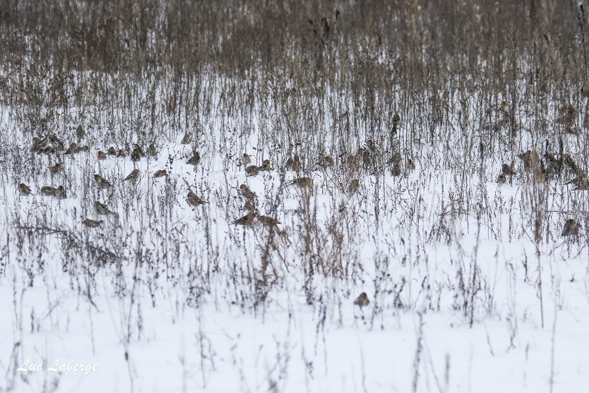 Common Redpoll - ML294981281