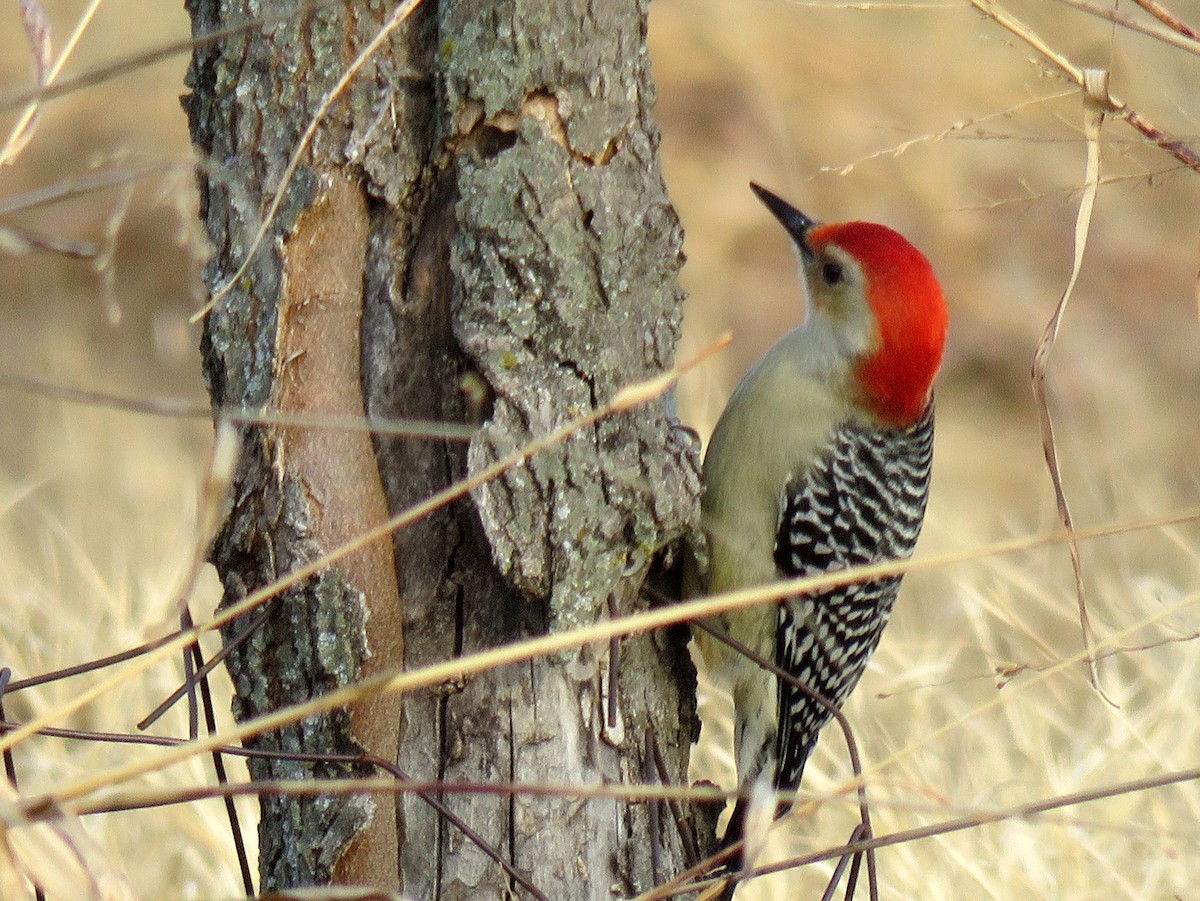 Red-bellied Woodpecker - Tal Roberts