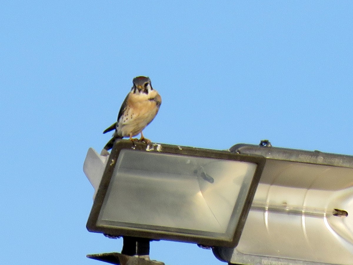 American Kestrel - ML294982091