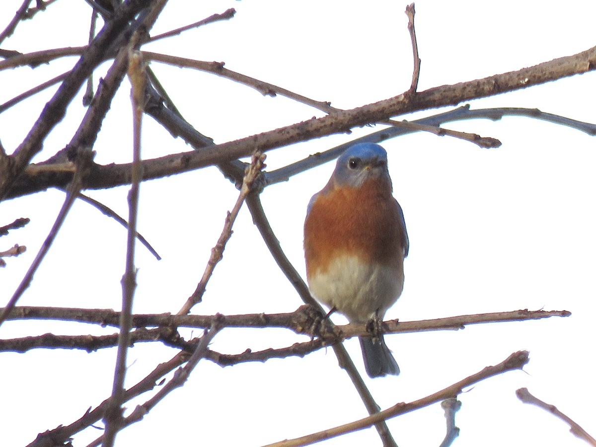 Eastern Bluebird - Tal Roberts