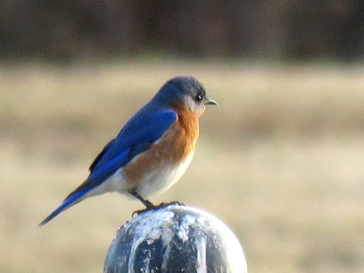 Eastern Bluebird - Tal Roberts