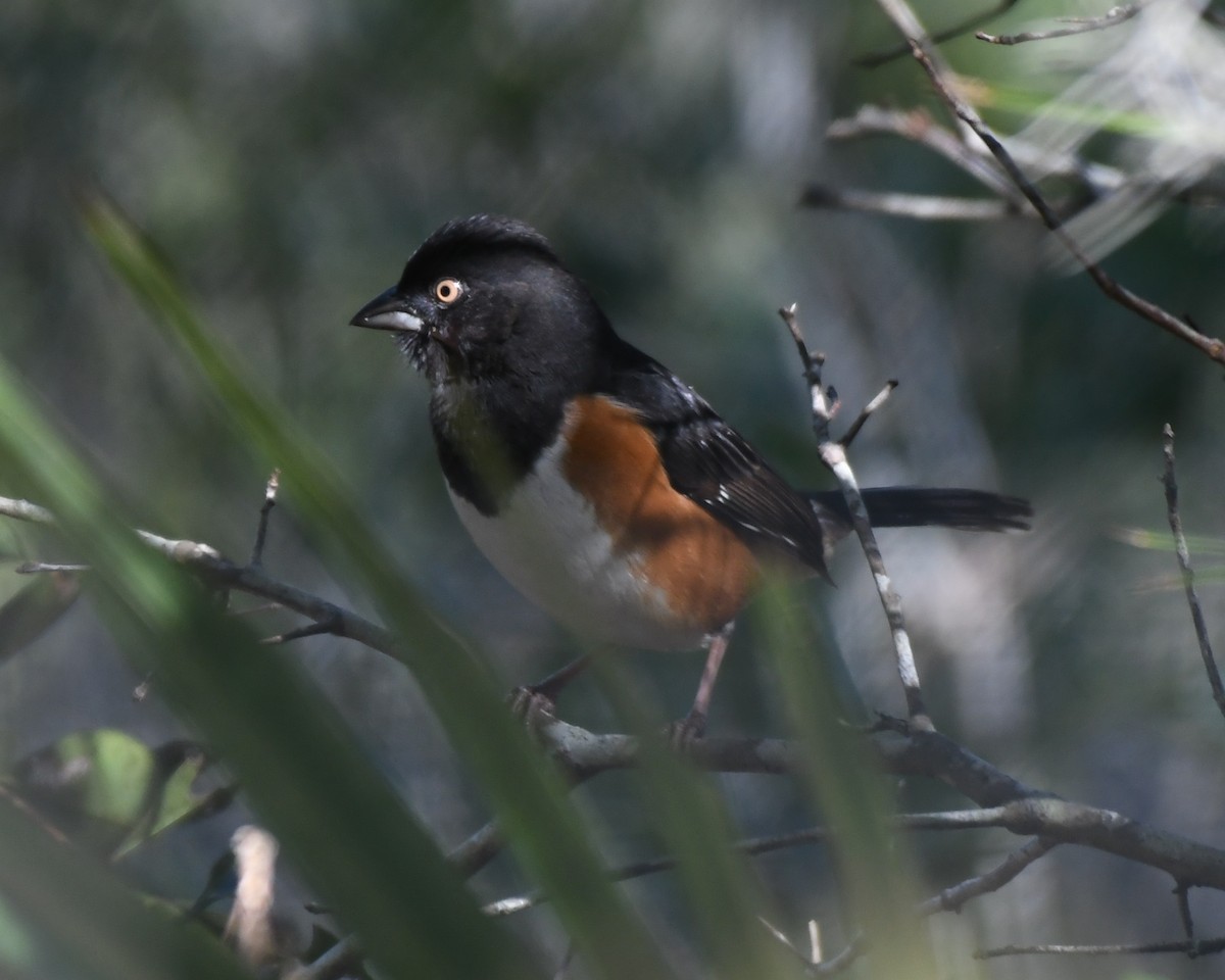 Eastern Towhee - Cole Fredricks