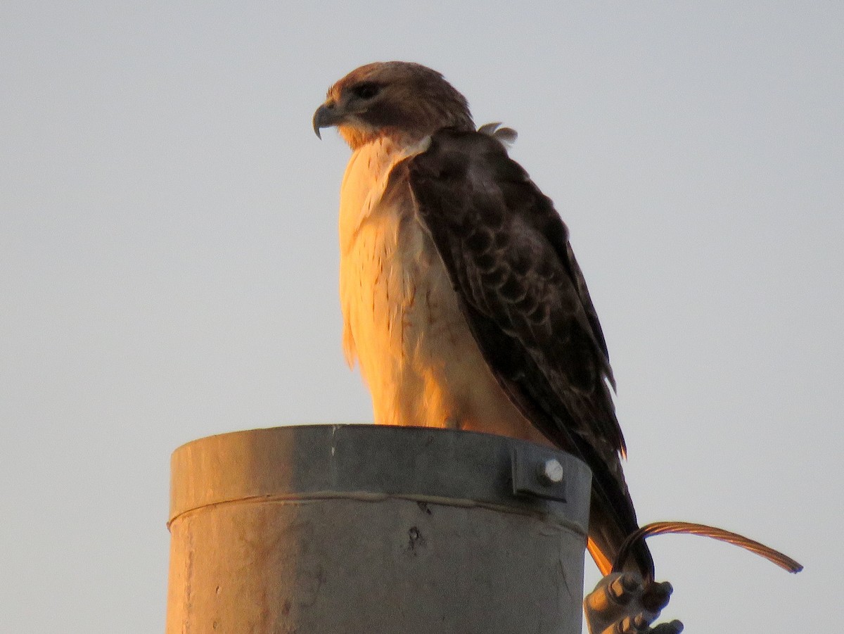 Red-tailed Hawk - Tal Roberts