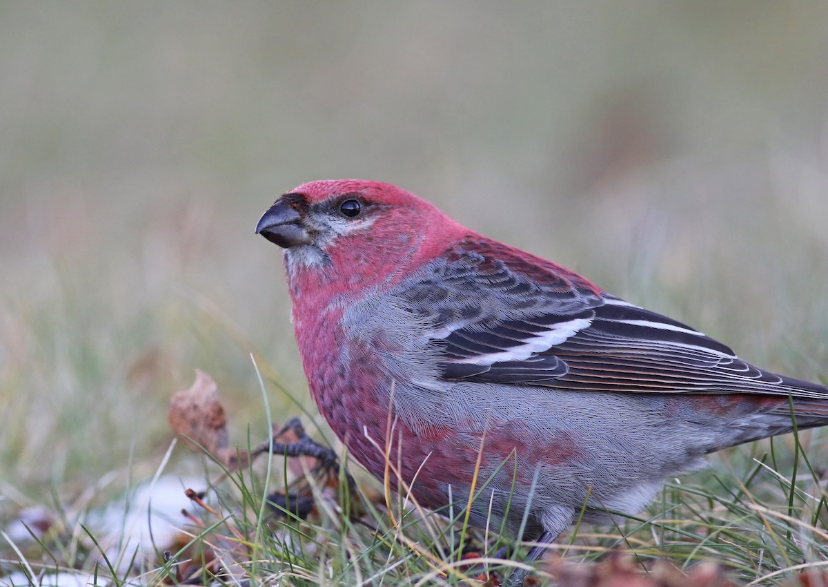 Pine Grosbeak - ML294984461