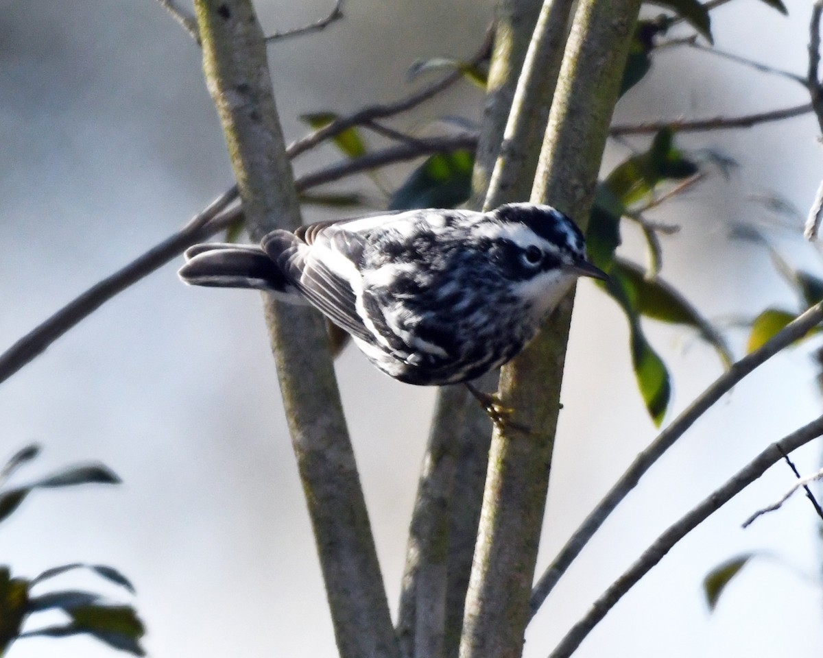 Paruline noir et blanc - ML294984761