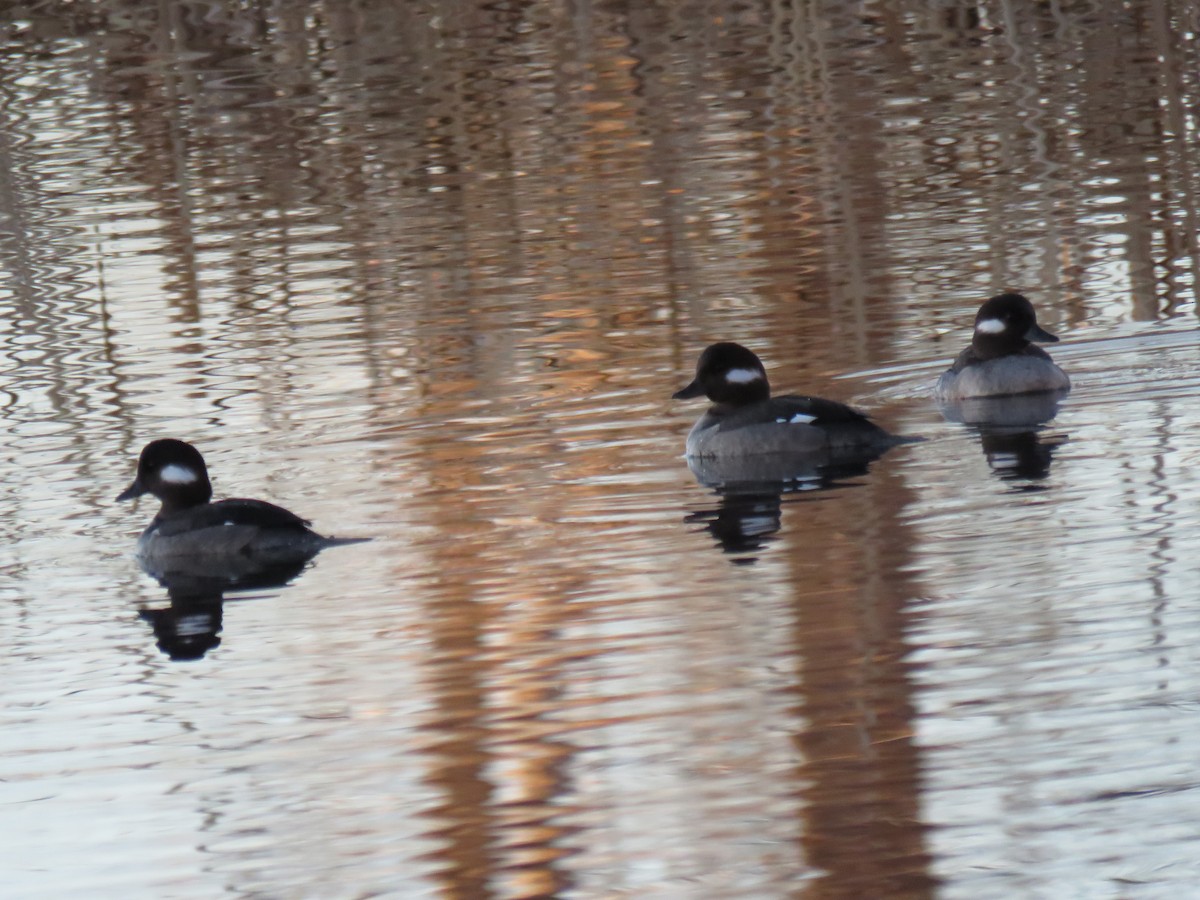 Bufflehead - Oscar Enrique López Bujanda