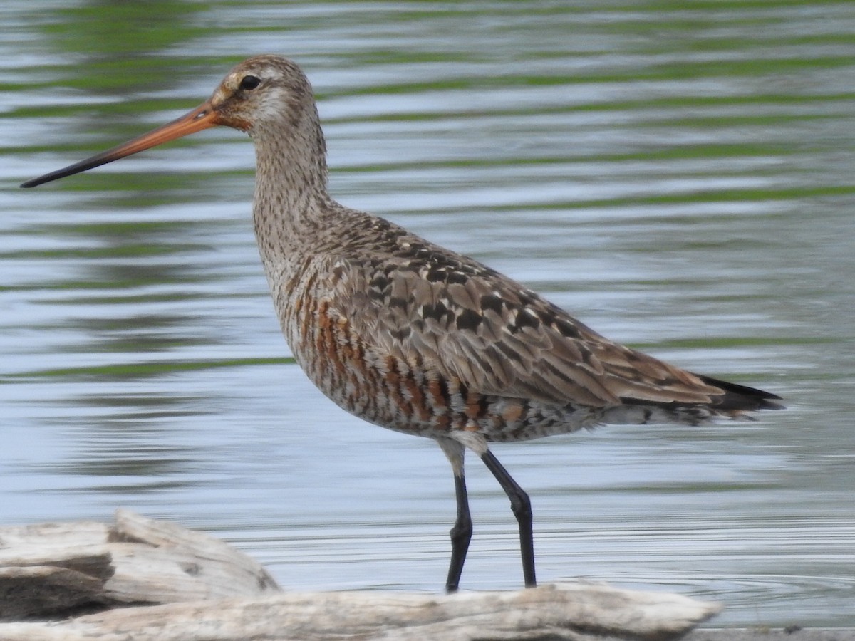 Hudsonian Godwit - Roy Lambert