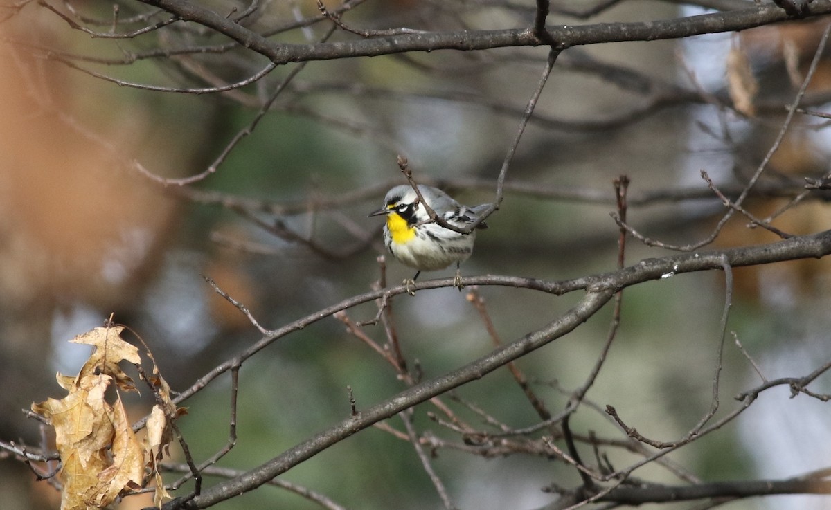 Yellow-throated Warbler - ML294987191