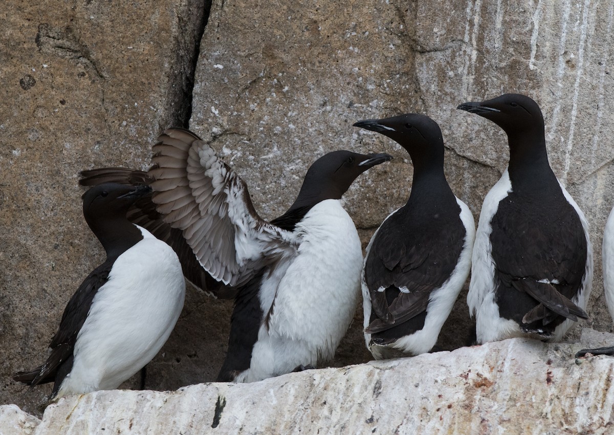 Thick-billed Murre - Sonja Ross