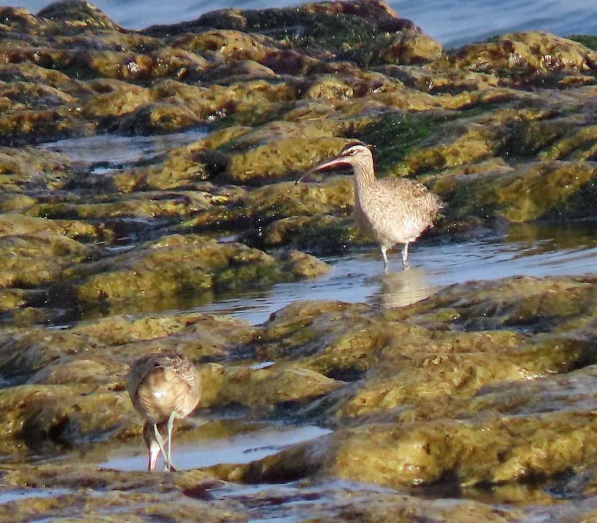 Whimbrel - Sharon Hull