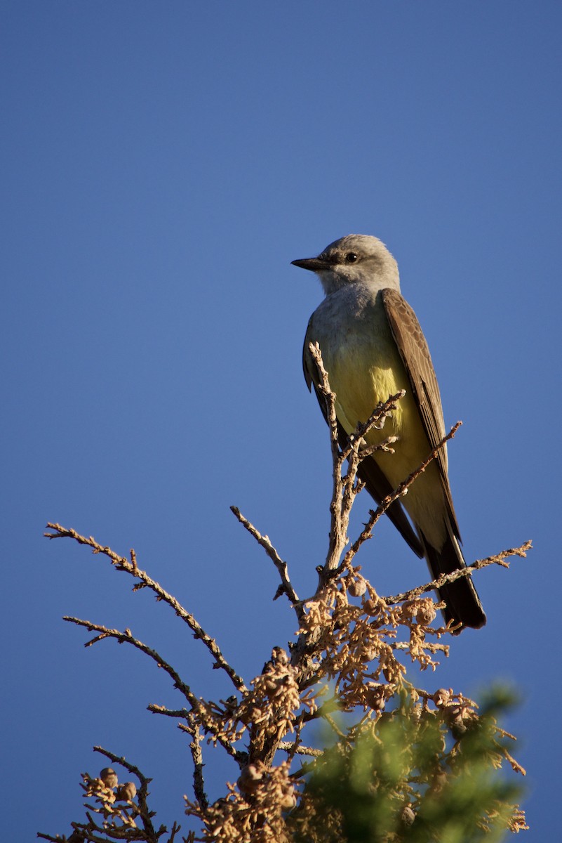 Western Kingbird - ML29499421