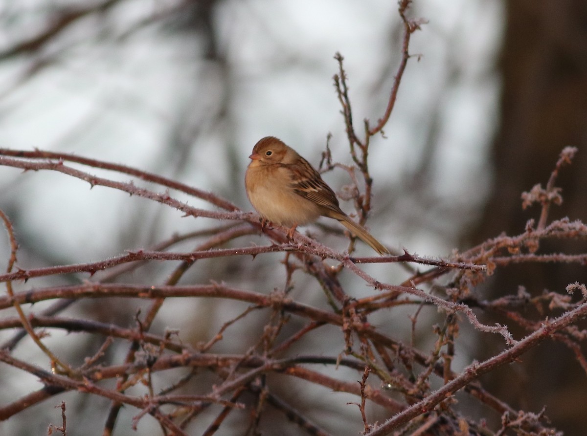 Field Sparrow - ML294994441