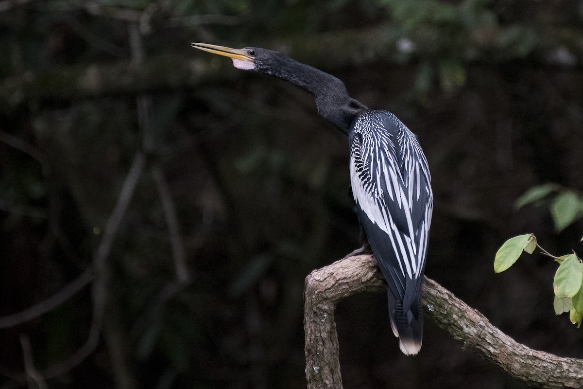 Anhinga - ML294994461