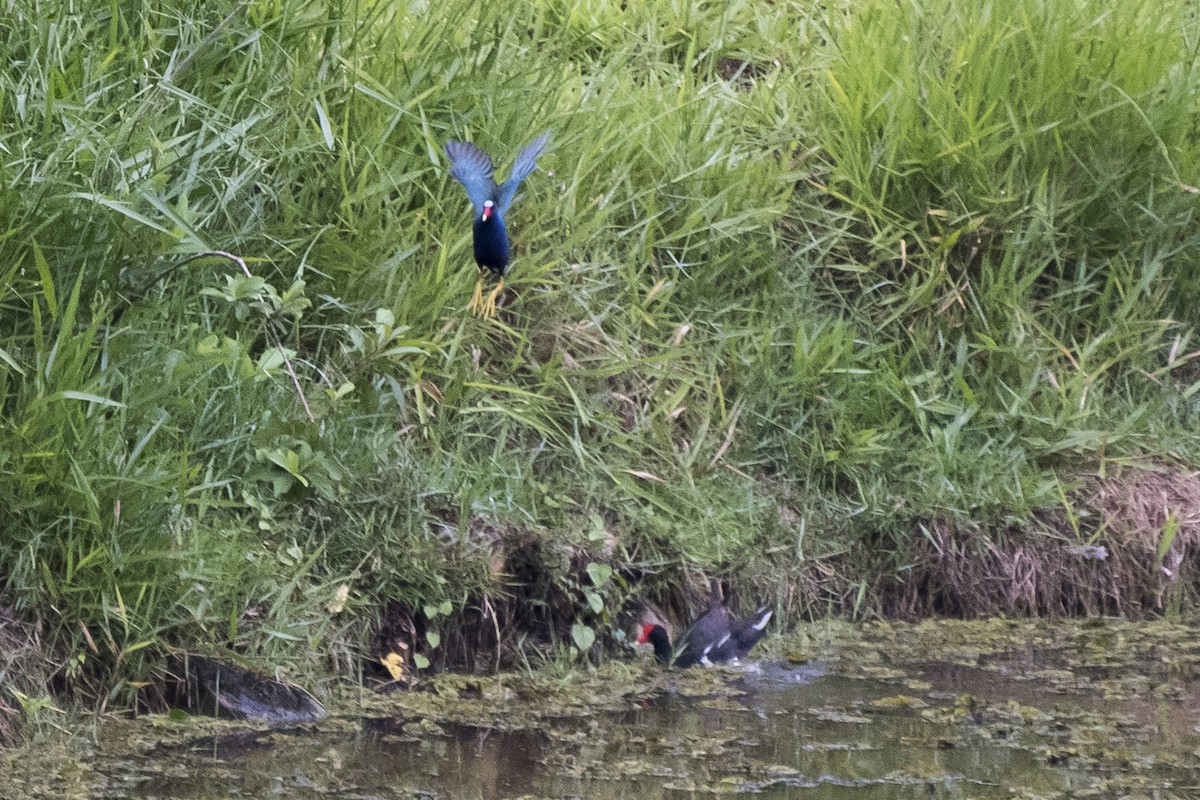 Purple Gallinule - ML294995511