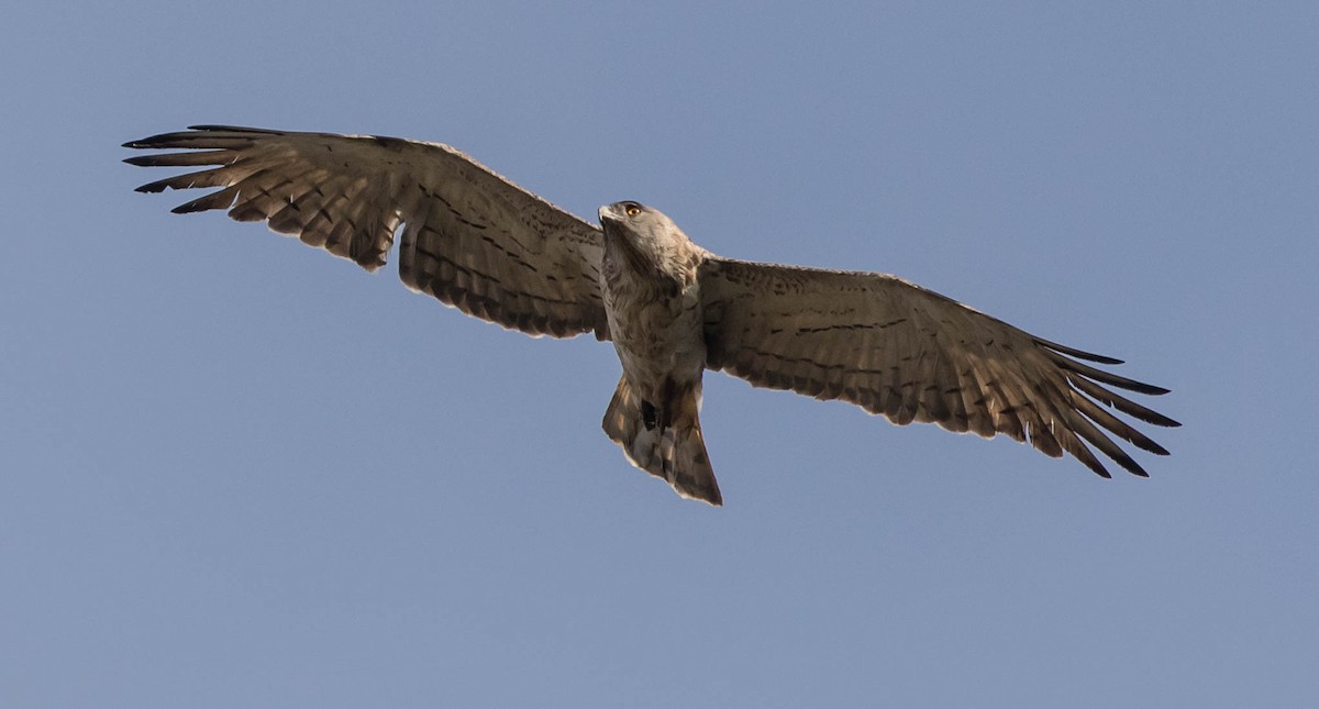 Short-toed Snake-Eagle - Francisco Pires