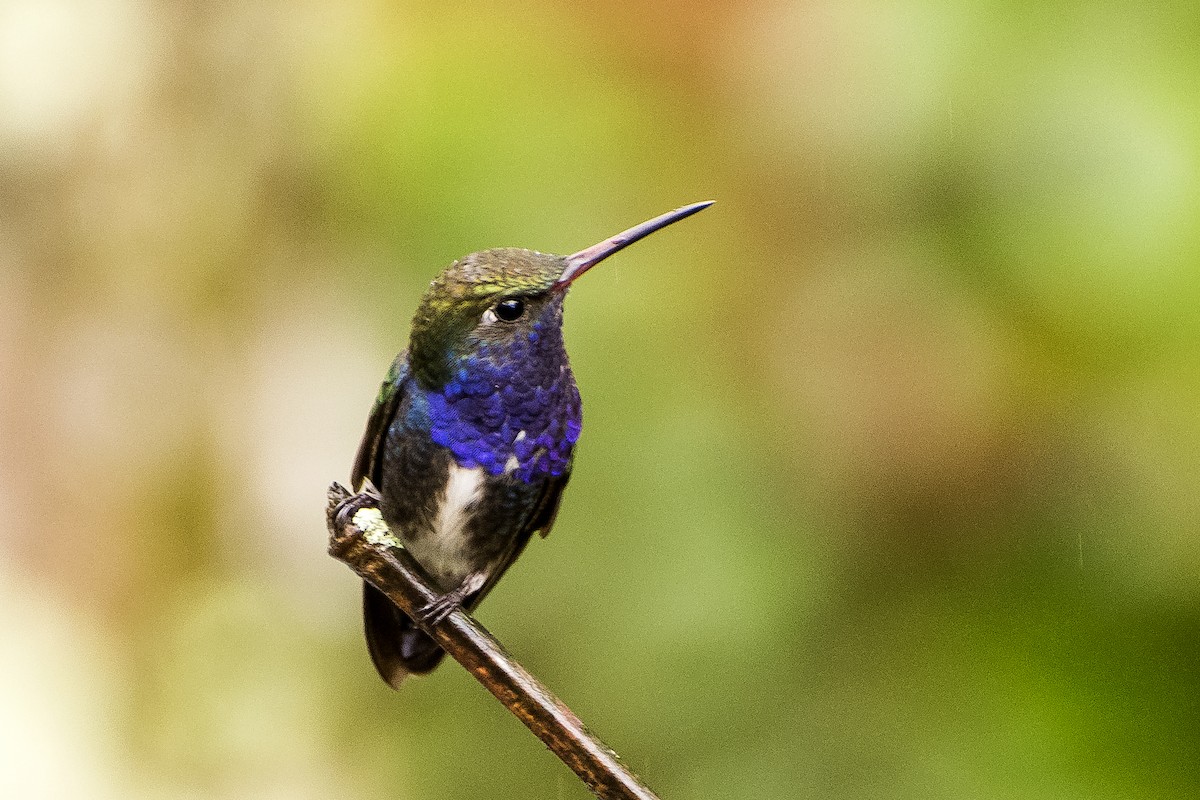 Sapphire-spangled Emerald - Luiz Carlos Ramassotti