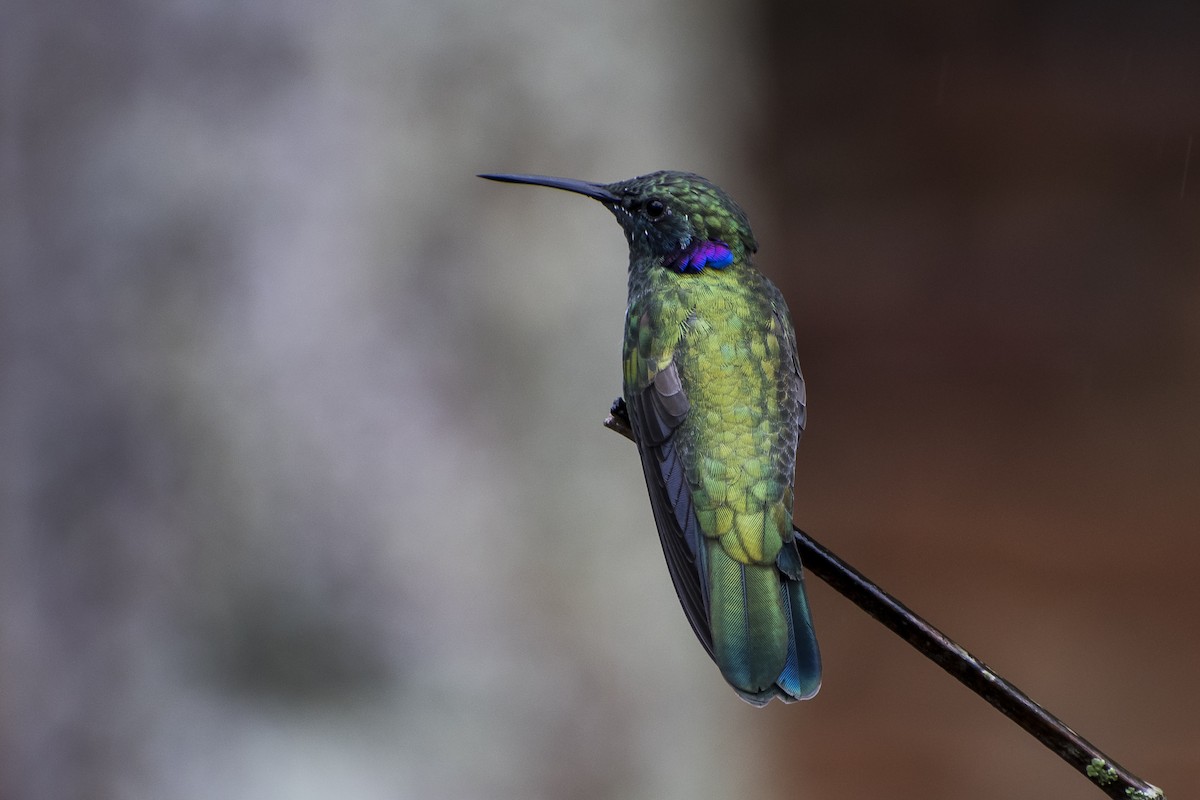 kolibřík ametystouchý - ML29499841