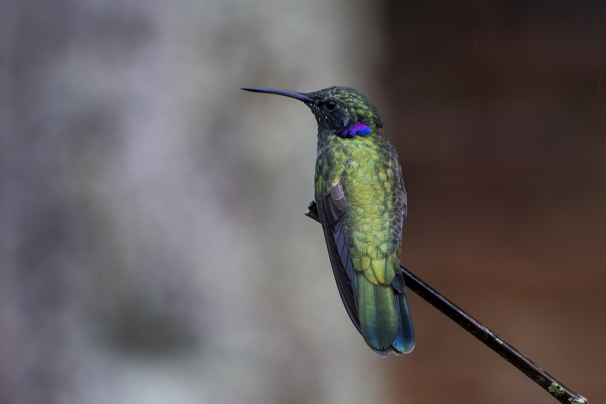 Colibrí Orejimorado - ML29499841