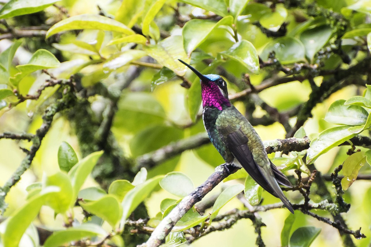 Stripe-breasted Starthroat - Luiz Carlos Ramassotti