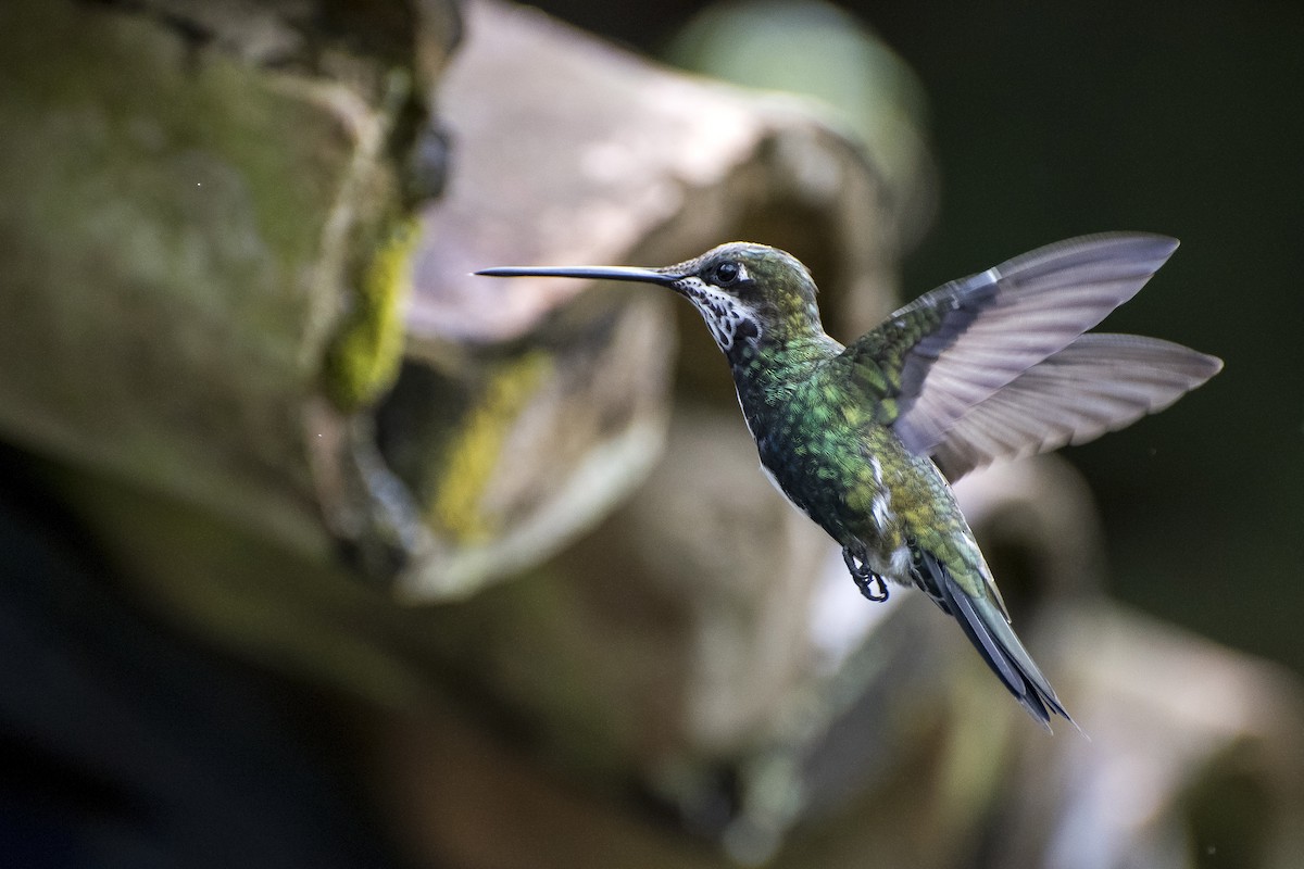 Stripe-breasted Starthroat - Luiz Carlos Ramassotti
