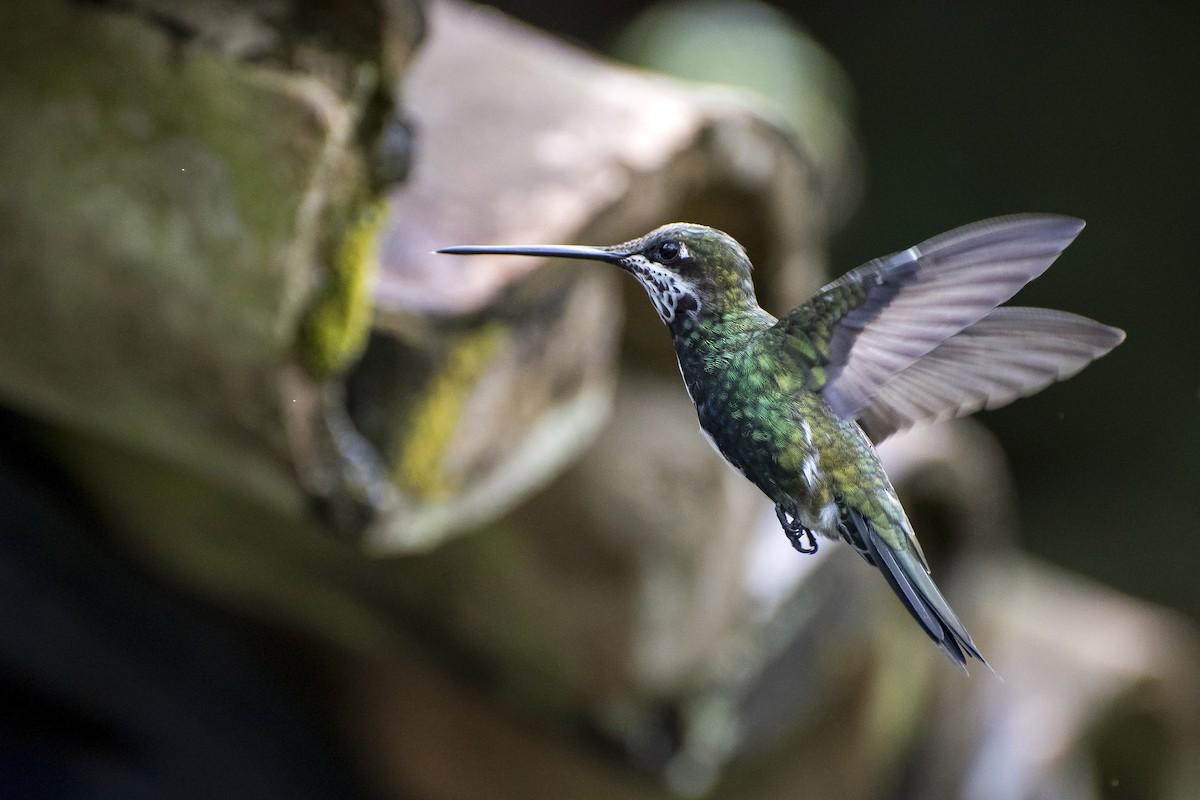 Stripe-breasted Starthroat - ML29499971