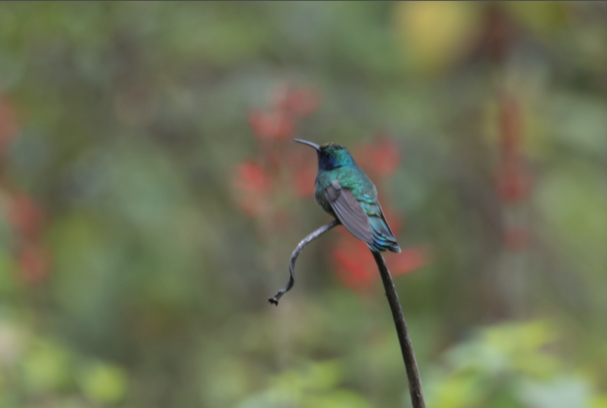 Mexican Violetear - ML295000081