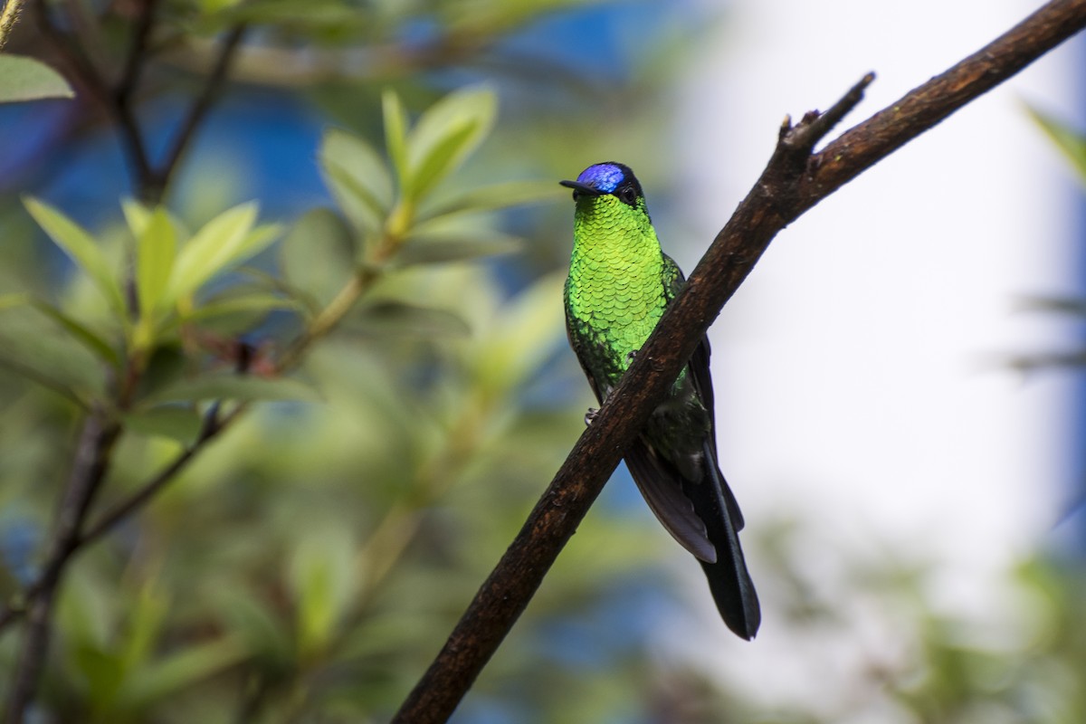 Violet-capped Woodnymph - ML29500051