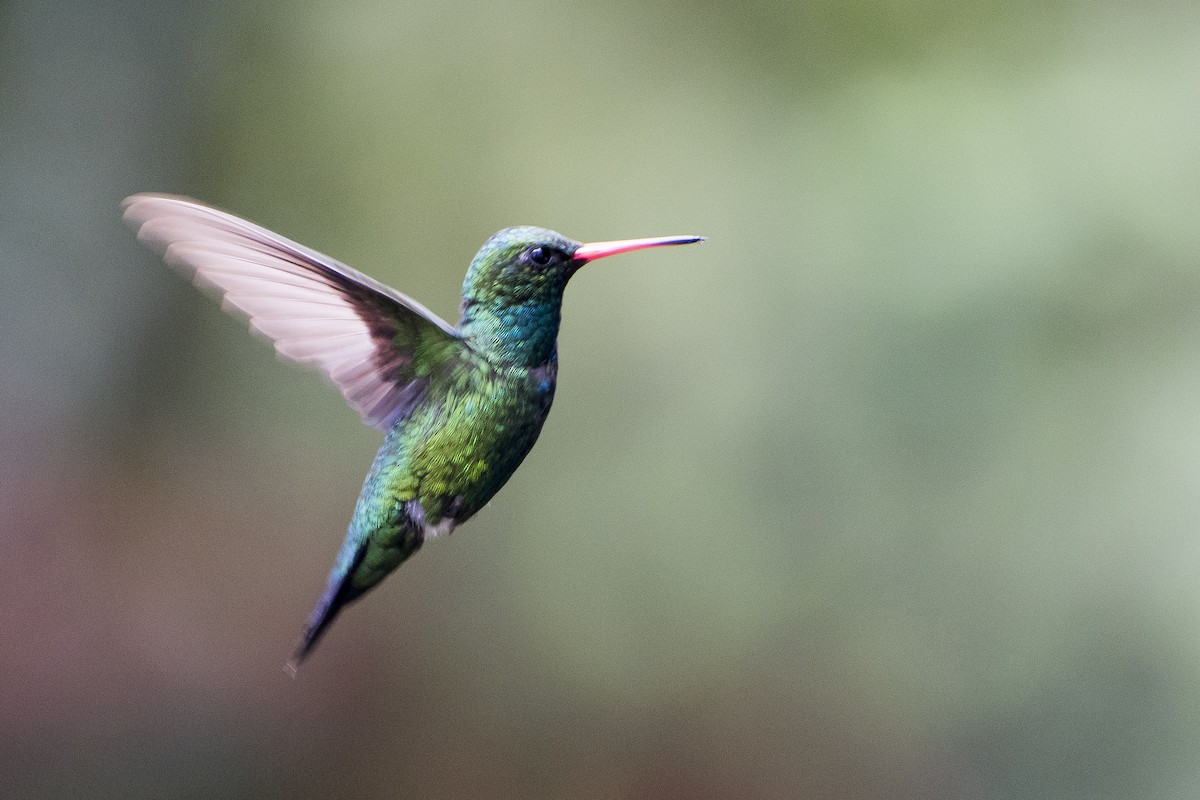 kolibřík lesklobřichý - ML29500081