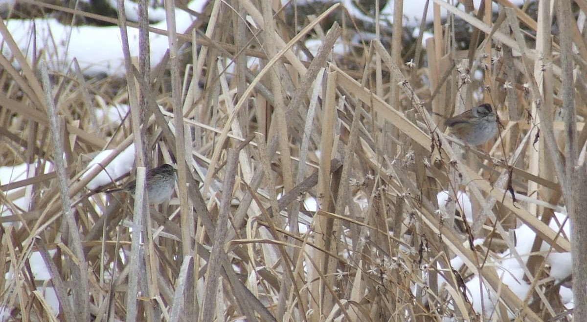 Swamp Sparrow - ML295001371