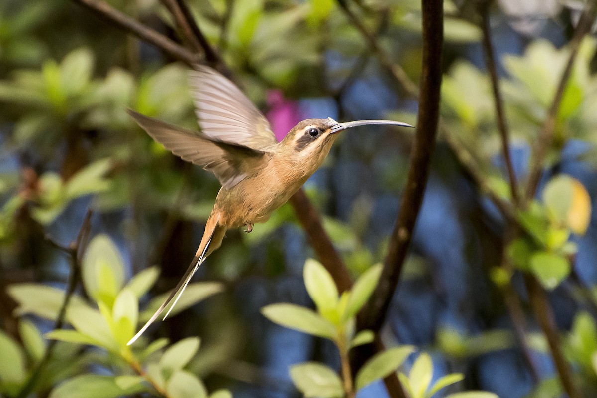 Planalto Hermit - ML29500161