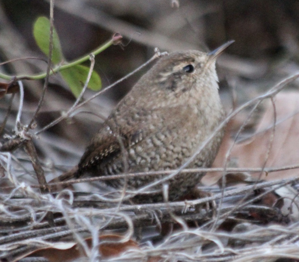 Winter Wren - ML295001921