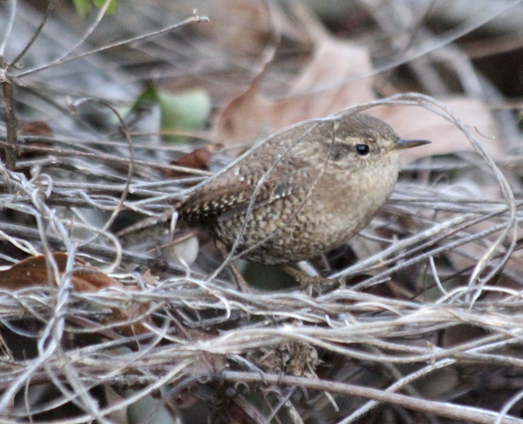 Winter Wren - ML295001991