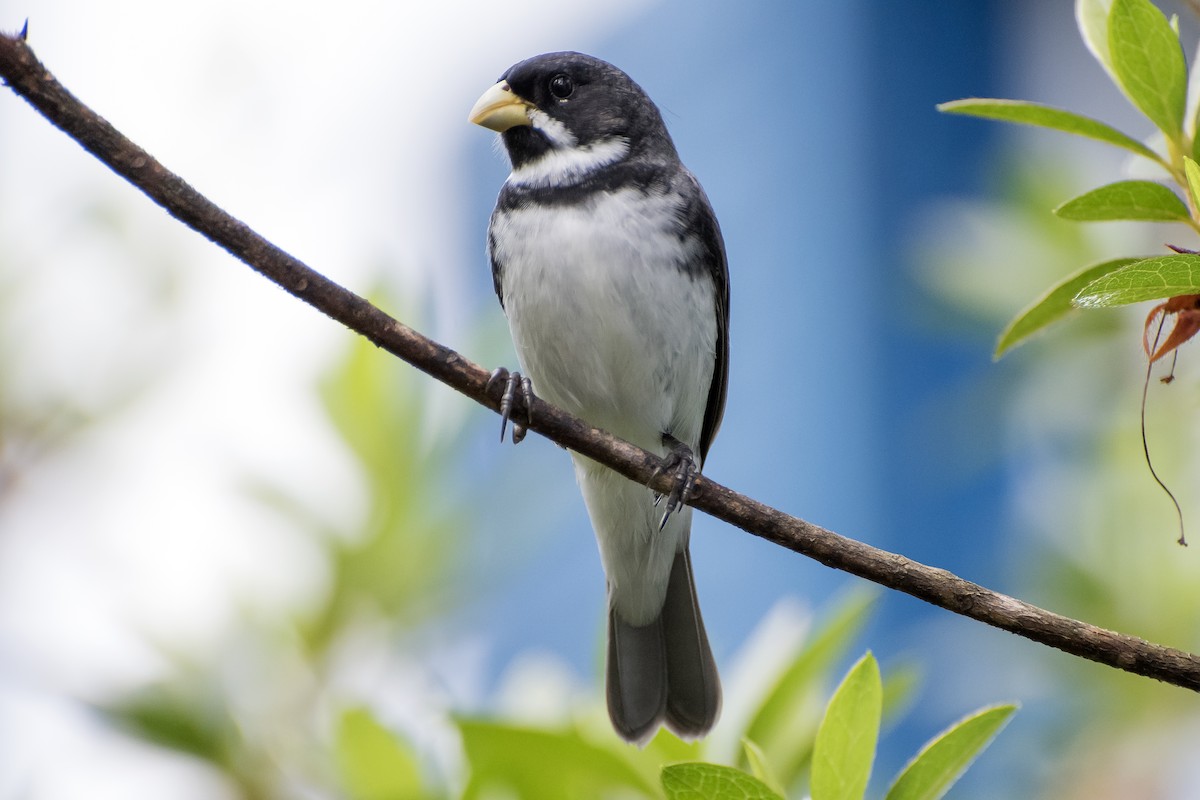 Double-collared Seedeater - Luiz Carlos Ramassotti