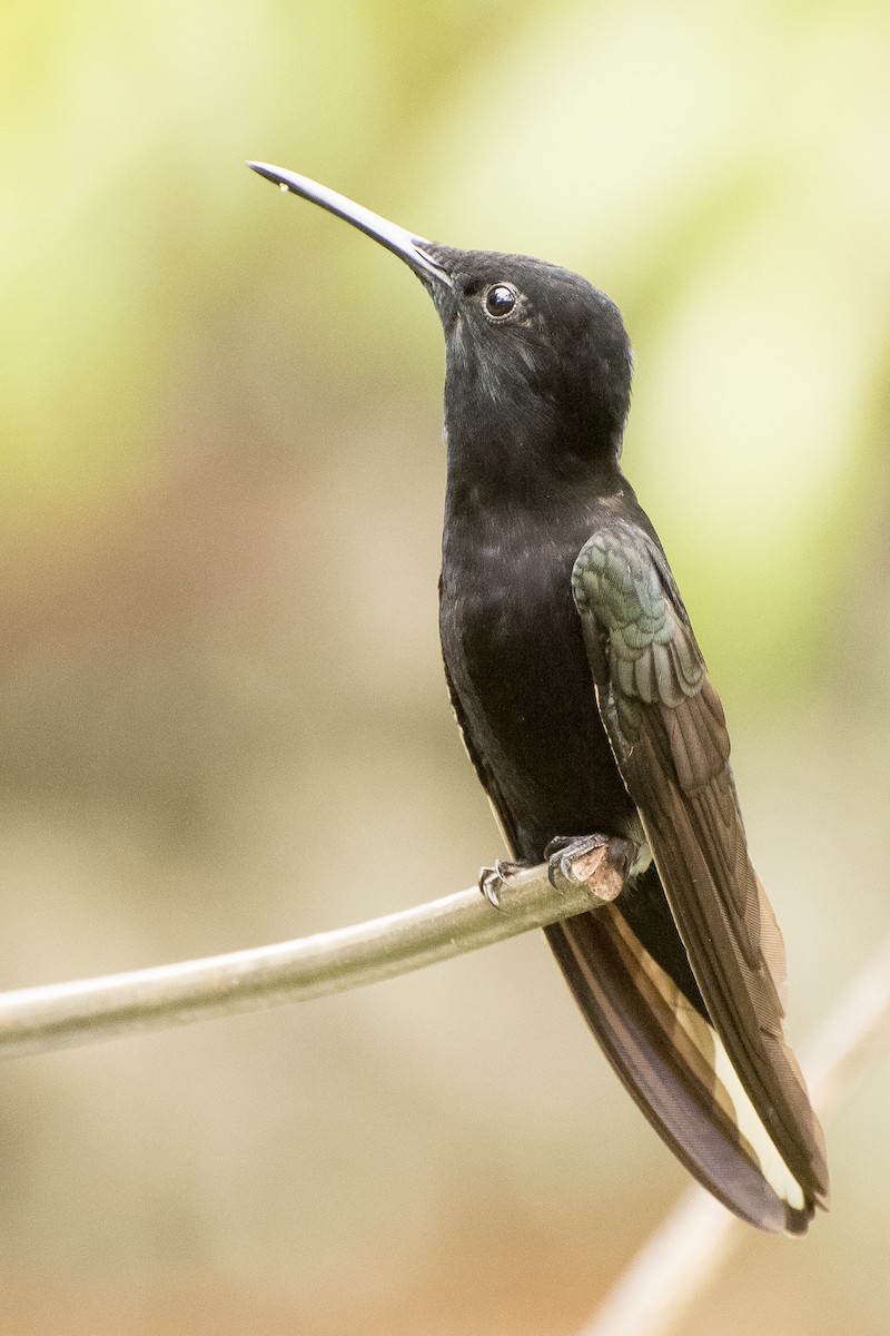 Colibrí Negro - ML29500231