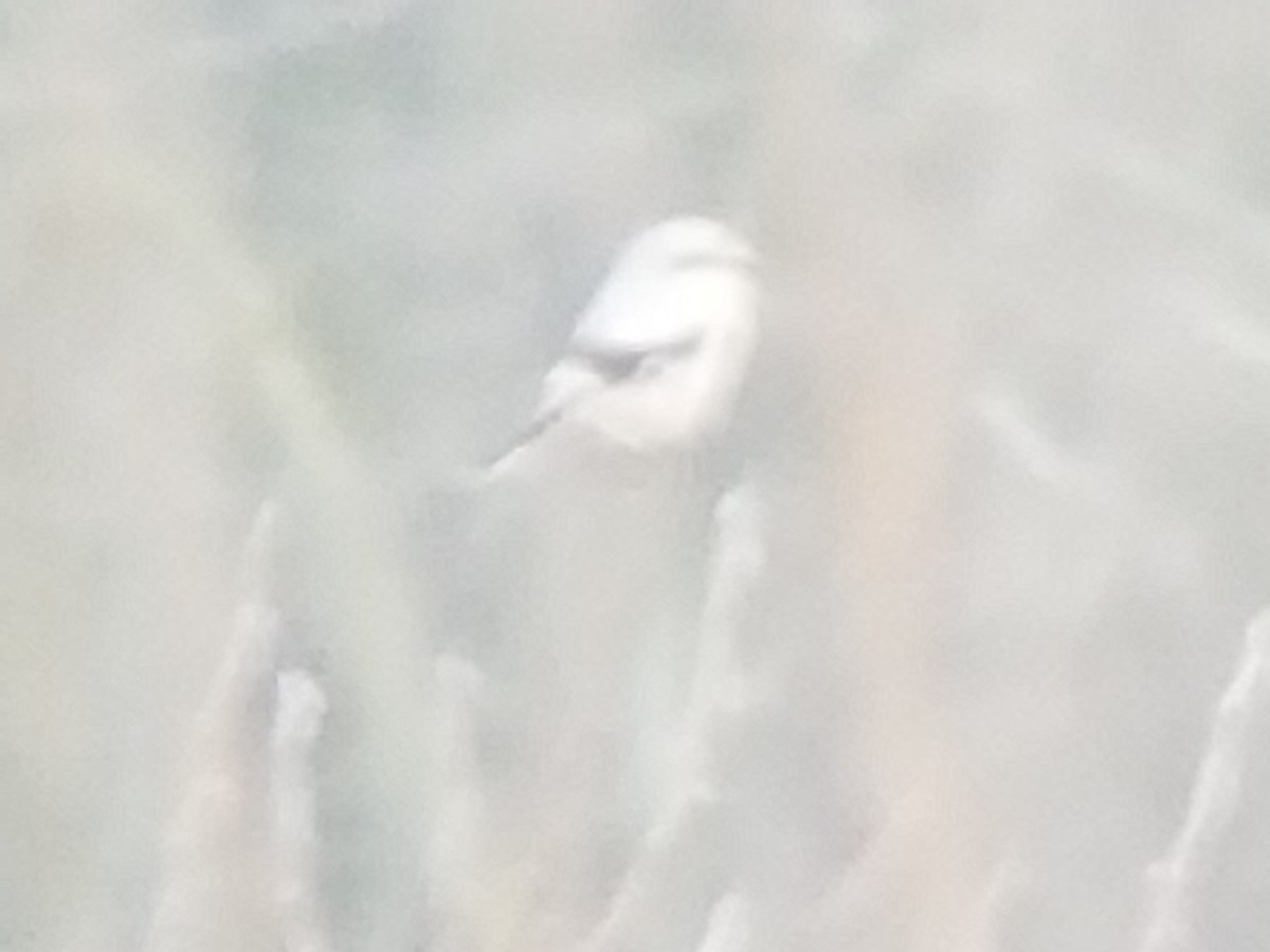 Northern Shrike - ML295002531