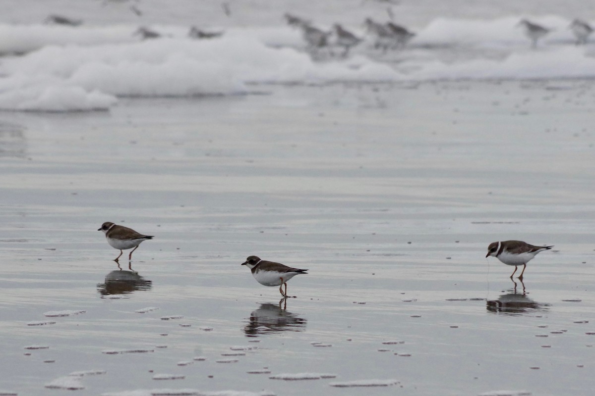 Semipalmated Plover - ML295002721