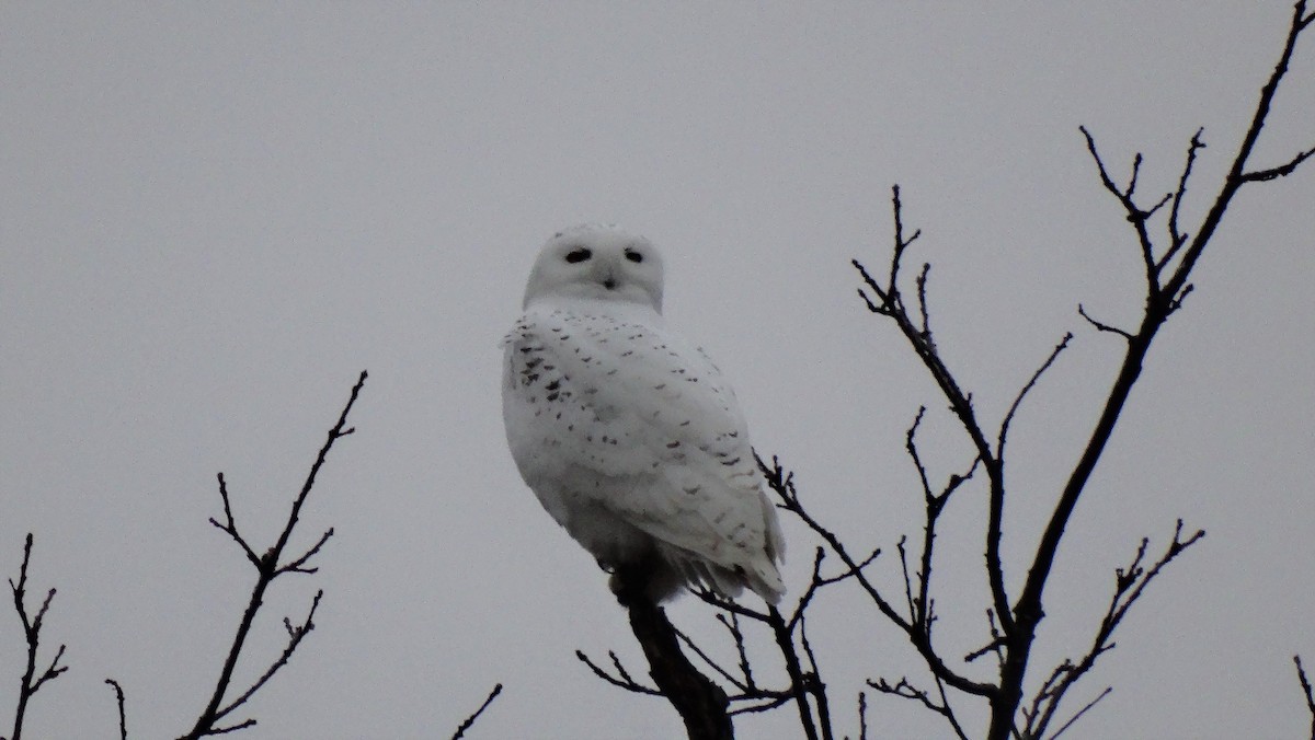 Snowy Owl - Tim Colborn