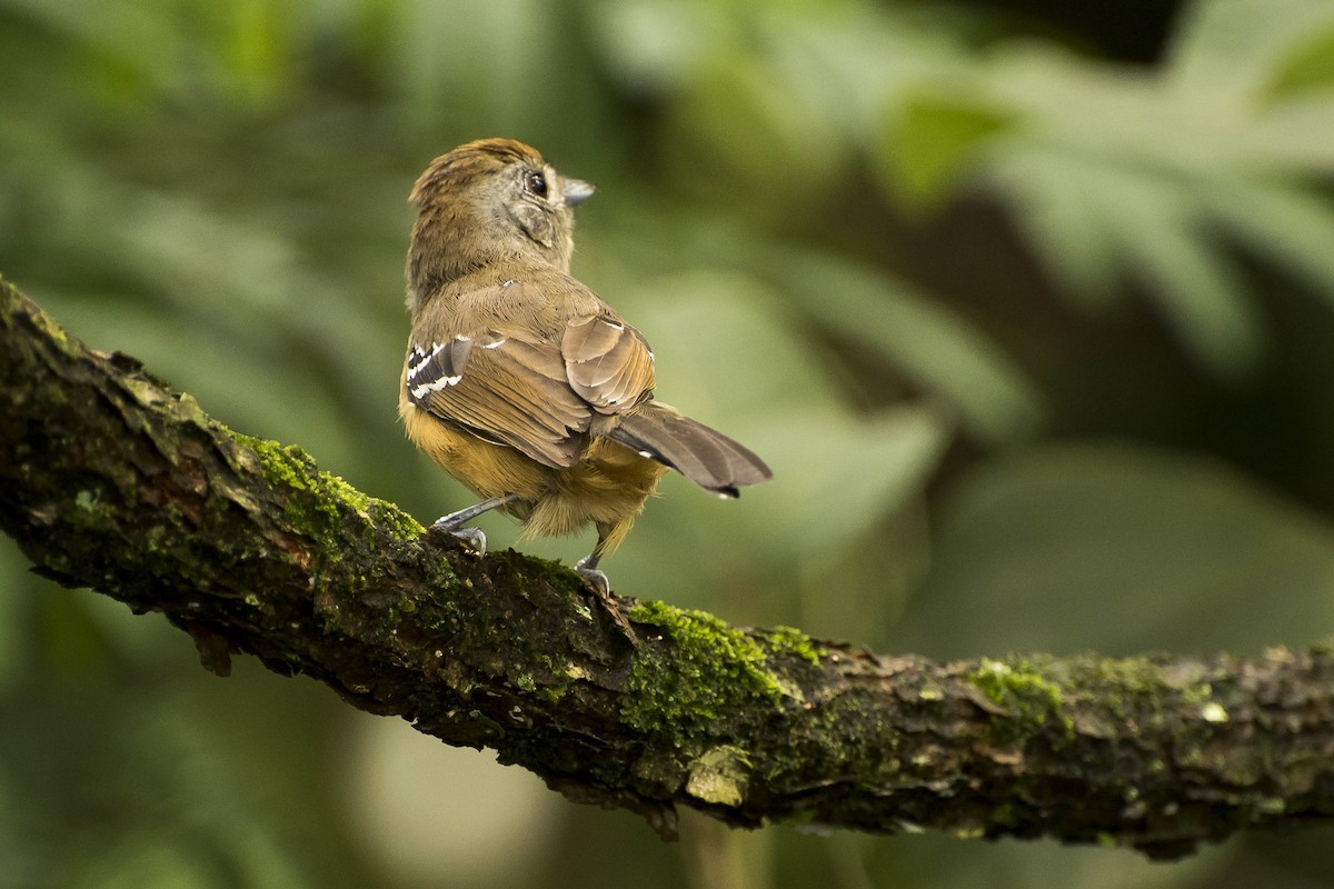 Variable Antshrike - ML29500331